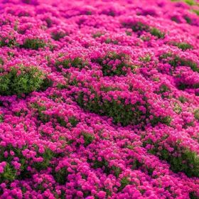 3000 kinds of creeping lavender seeds for planting perennial ground cover plants and heirloom flowers. Seeds are planted without genetic engineer